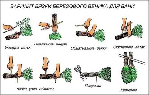 Когда нужно заготовлять веники для бани