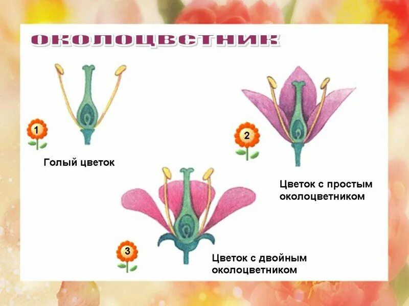 Какой околоцветник изображен на рисунке. Схема строения околоцветника. Строение цветка околоцветник. Строение цветка. Типы околоцветника.. Строение цветков с двойным и простым околоцветником.