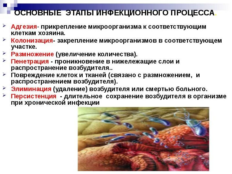 Микроорганизмы вызывающие патологический процесс. Фазы развития инфекционного процесса микробиология. периоды развития инфекционной болезни микробиология. этапы в развитии инфекционного заболевания микробиология. развитие инфекционного процесса микробиология.