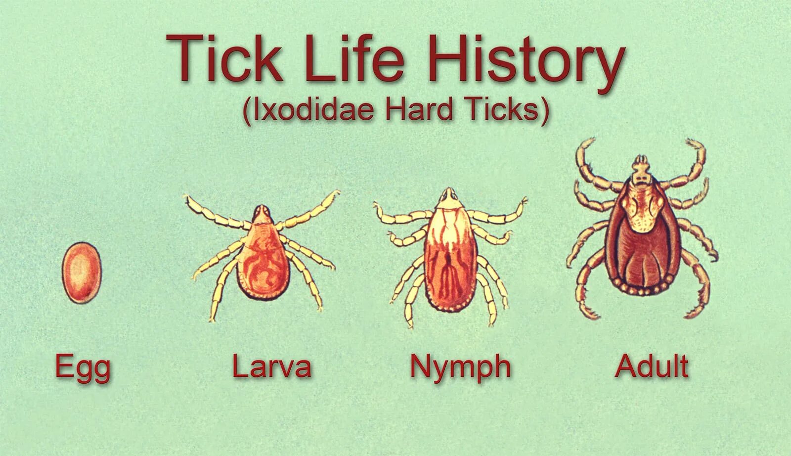 Ticks java