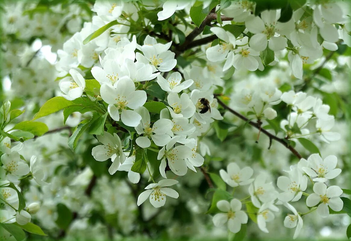 яблоня садовая цветение. куст яблони цветущей. цветущая яблоня. яблоня афродита цветение. яблоня цветет видео.