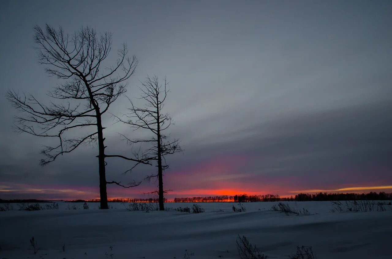 лес чб. мрачное небо. серая абстракция. серое небо. серое дождливое небо.
