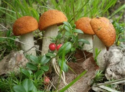 К чему снится собирать красноголовики