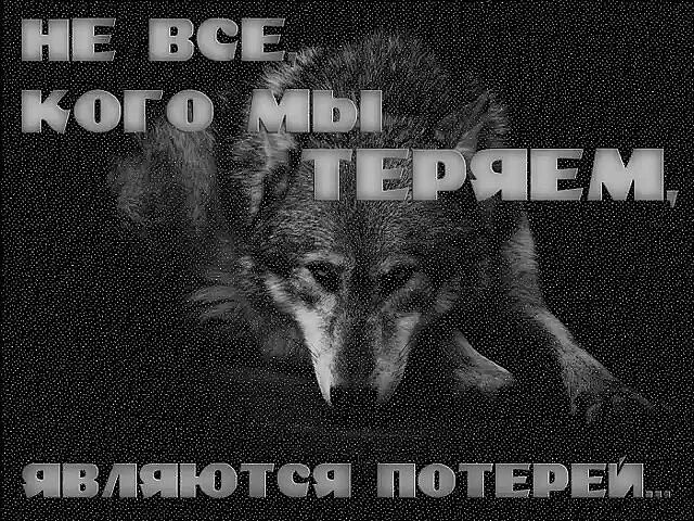 Ненавижу волков. Волк Свобода. Свободные волки. Свободный волк одиночка. Свободен как волк.