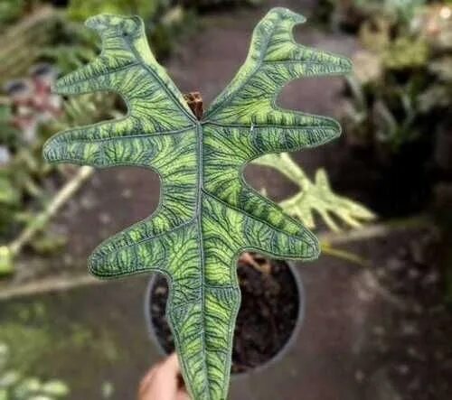 ALOCASIA JACKLIN Inside plants, Exotic plants, Cool plants