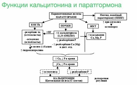 Паратгормон витамин