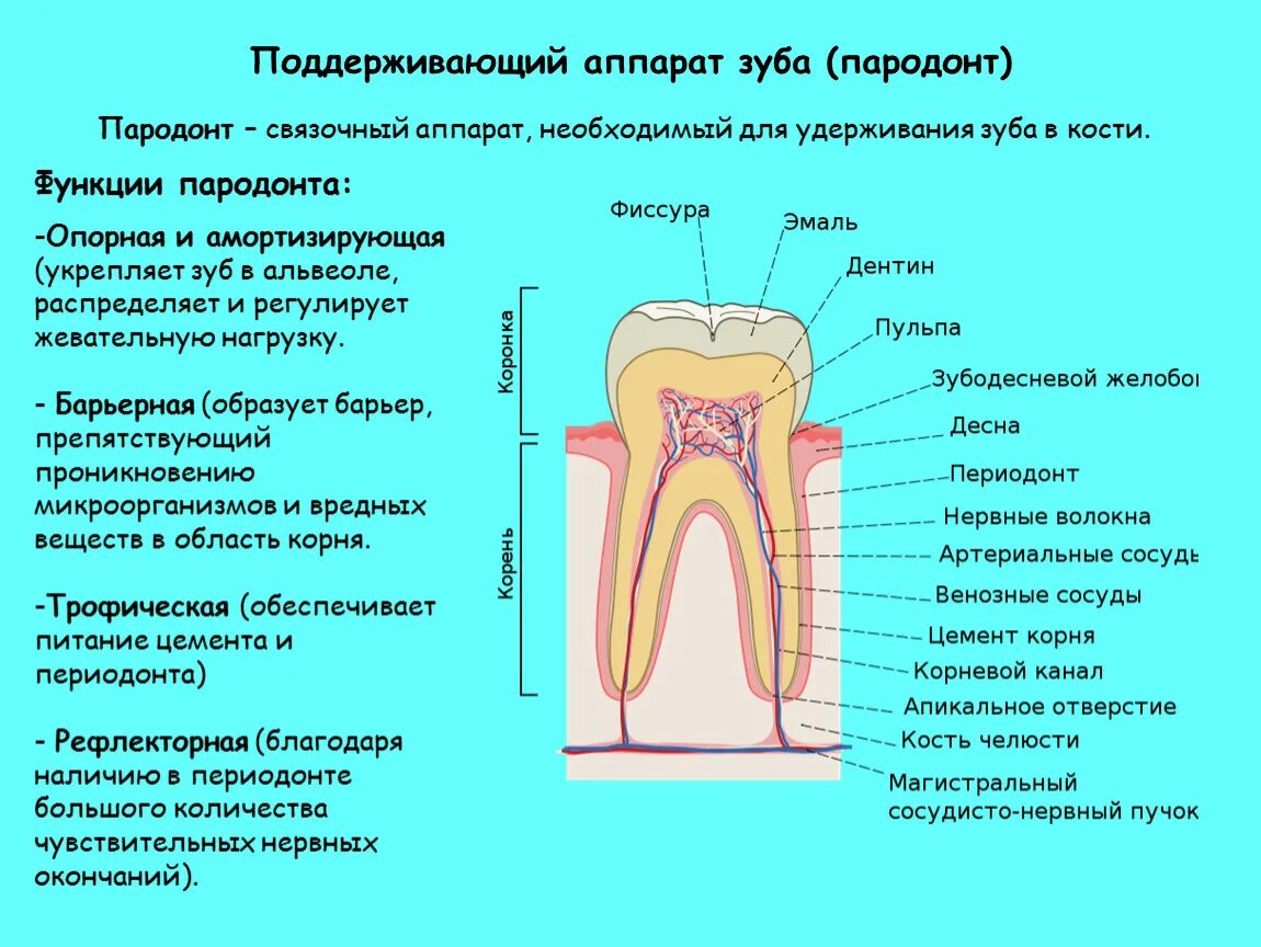 Анатомия строение зуба периодонт. Гистологическое строение периодонта. Поддерживающий аппарат зуба пародонт гистология. Строение периодонта гистология. Альвеолярная десна