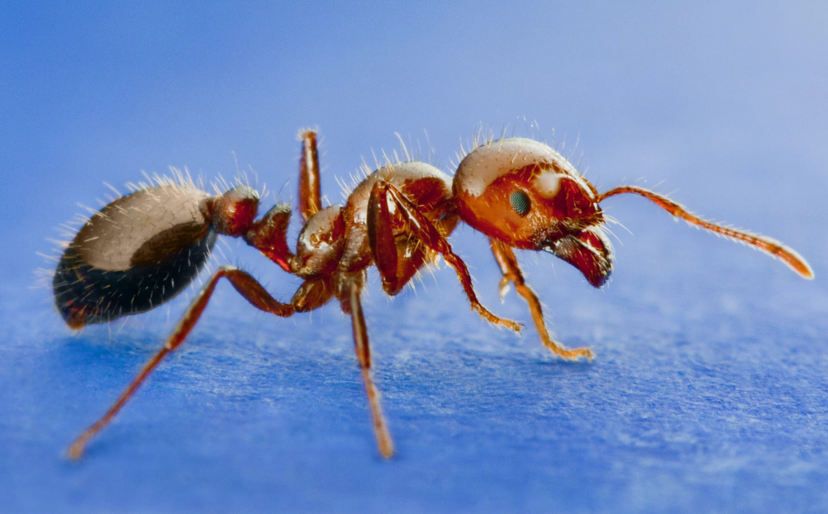 Огненные муравьи (Solenopsis Invicta). Solenopsis Invicta. Formiga муравей. Red Imported Fire Ant.