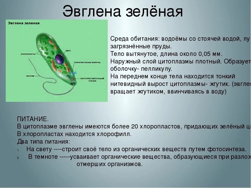 Среда обитания эвглены зеленой. Эвглена зеленая пластиды. Органеллы питания эвглены зеленой. Структура организма эвглены зеленой.