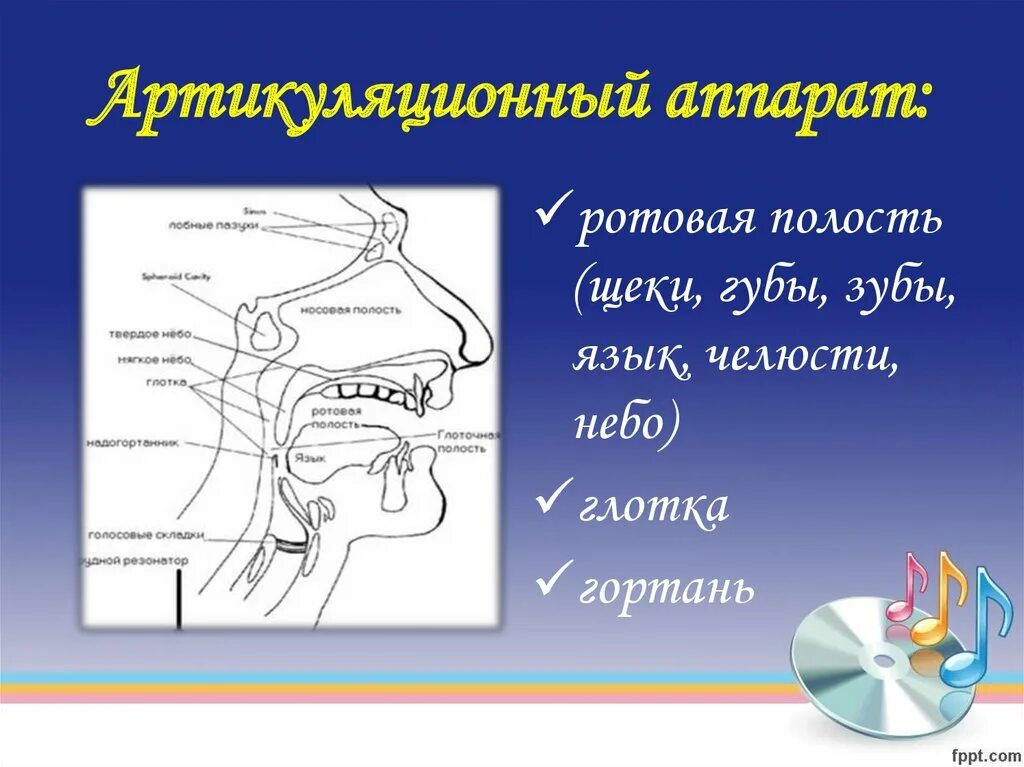 Система артикуляции. Строение органов артикуляционного аппарата. Строение речевого аппарата артикуляция. Строение артикуляционного аппарата логопедия. Схема артикуляционного аппарата.