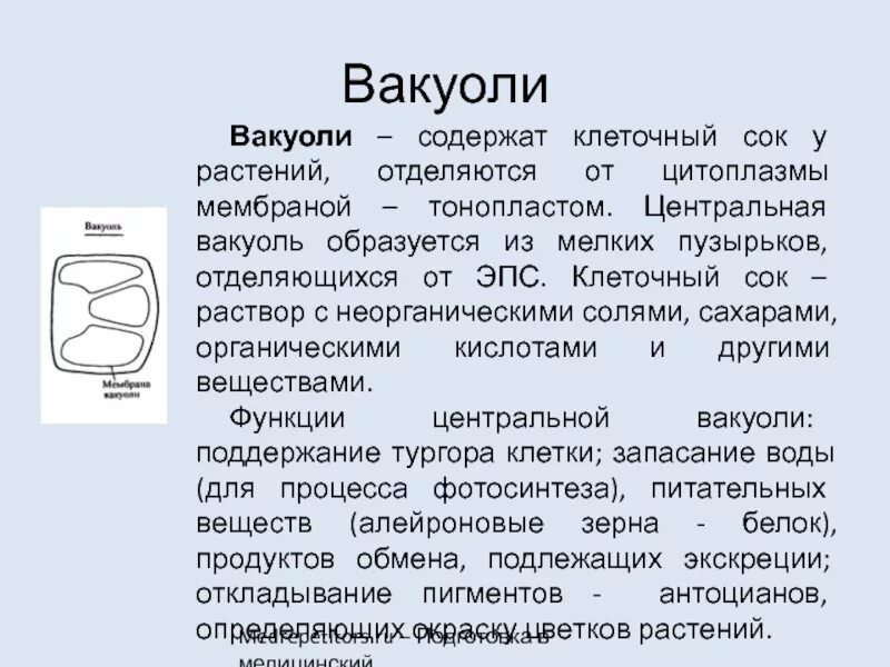 Вакуоли. Вакуолей с клеточным соком. Содержит вакуоль с клеточным соком. Состав вакуоли. Клеточный сок называется