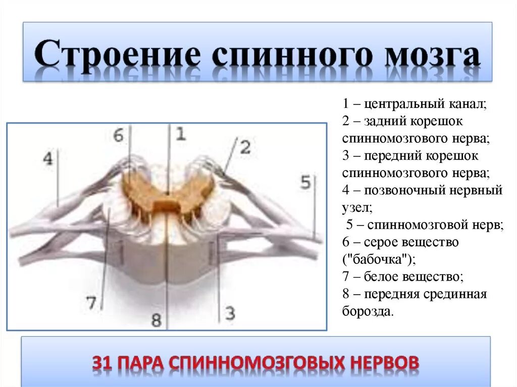 Спинной мозг строение спинномозговой узел. Задние корешки спинного мозга функции. Задние корешки нервов спинного мозга функции. Строение спинномозгового нерва анатомия.