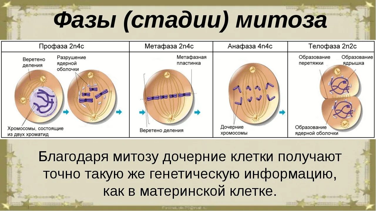 Фазы деления эукариотической клетки. Митоз профаза метафаза анафаза телофаза. Профаза анафаза телофаза метафаза интерфаза. Фазы митоза процессы фазы.