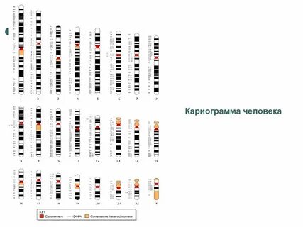 Кариограмма человека