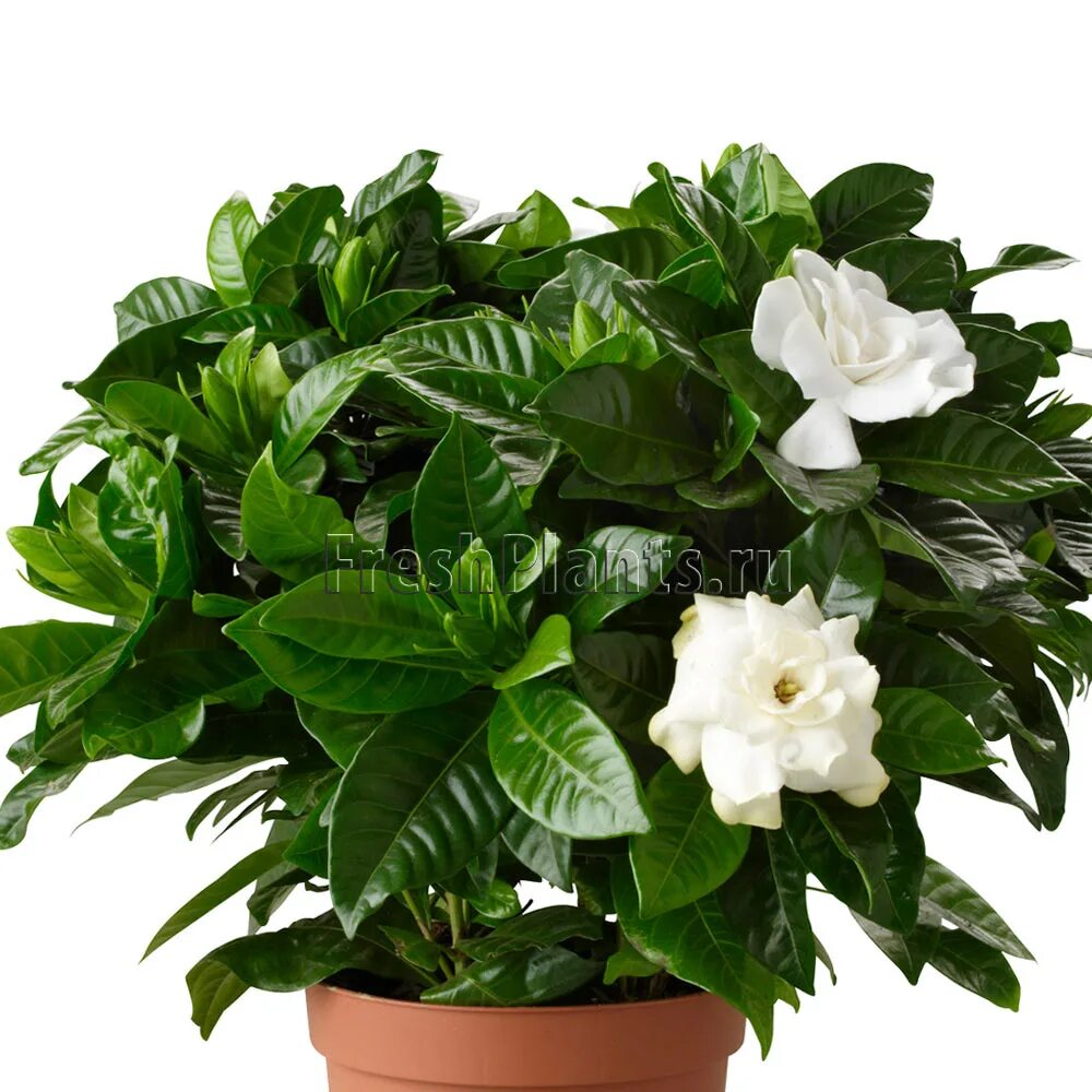 Цветок пахнет жасмином. Гардения жасминовидная (gardenia jasminoides). Гардения цветок. Гардения жасминовидная белая. Гардения жасминовидная белая.