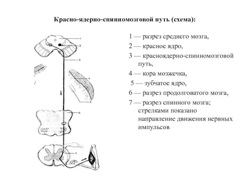 Мозжечок центры рефлексов. Оливо спинномозговой путь схема. Вестибуло мозжечковый путь схема. Проводящие пути мозжечка схема. Покрышечно-спинномозговой путь схема.