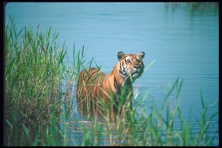Длина реки тигр. Река тигр. Тигр на речке. Тигриная река. Река тигр фото.