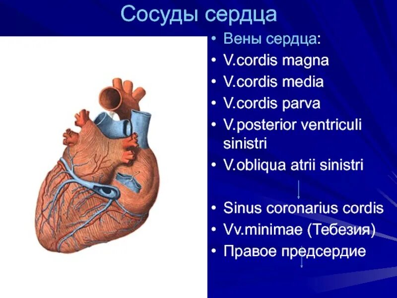 Cordis латынь. Sinus coronarius (венечный синус). Сосуды сердца.
