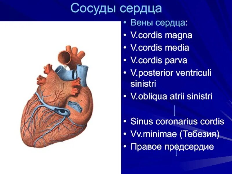 Cordis латынь