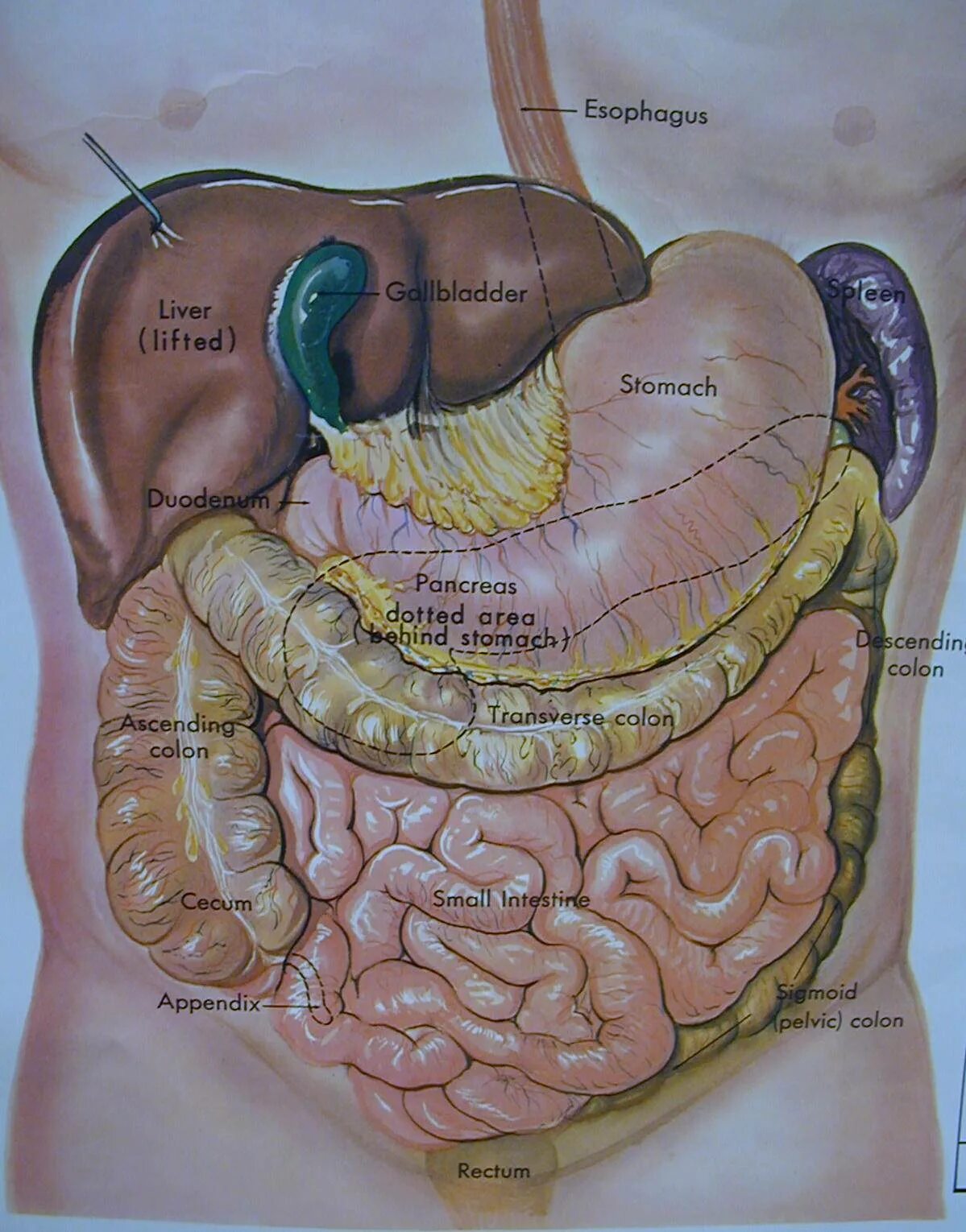 Органы желудок кишечник печень. Анатомия желудок печень поджелудочная железа. Печень и кишечник анатомия. Расположение желубк АИ кишечника. Желудок анатомия расположение.