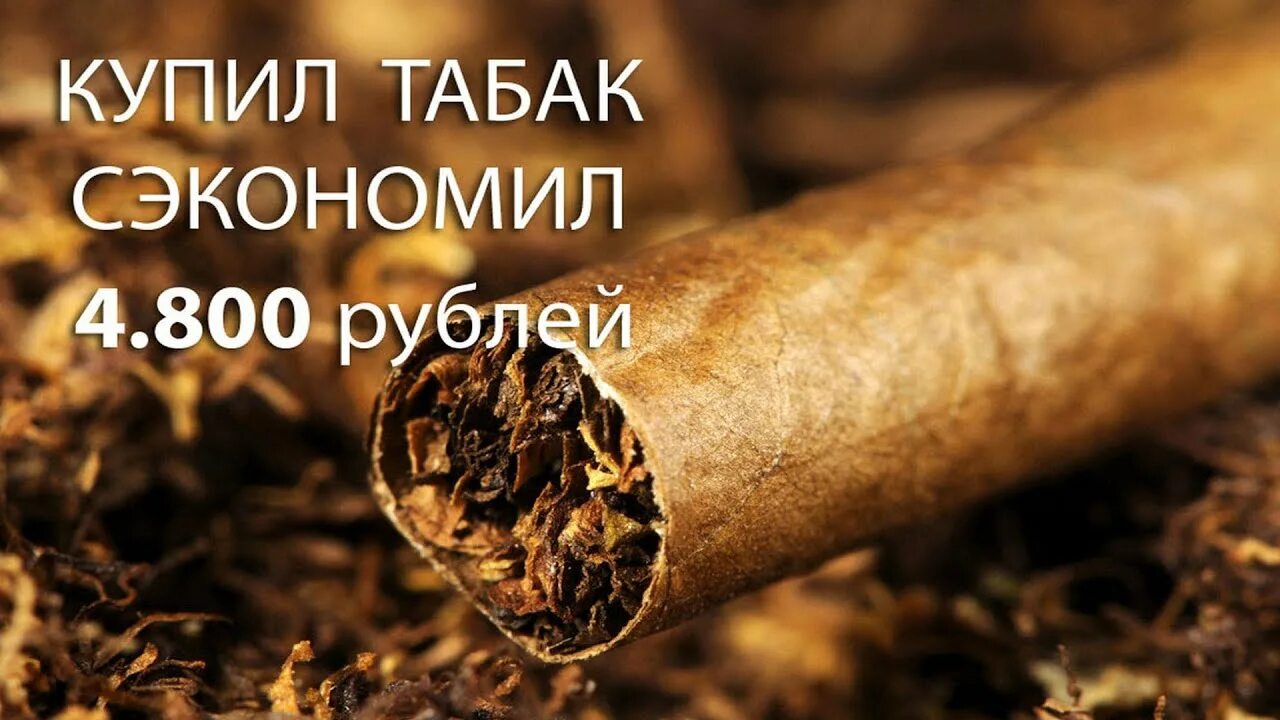 Возникновения табакокурения. Tobacco stories. Табачные плантации 19 век станица смоленская. Tobacco stories. Tobacco stories.