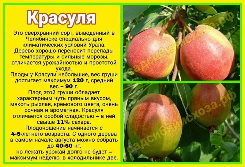 Красуля (Груша) - Новокузнецк "Сияние"