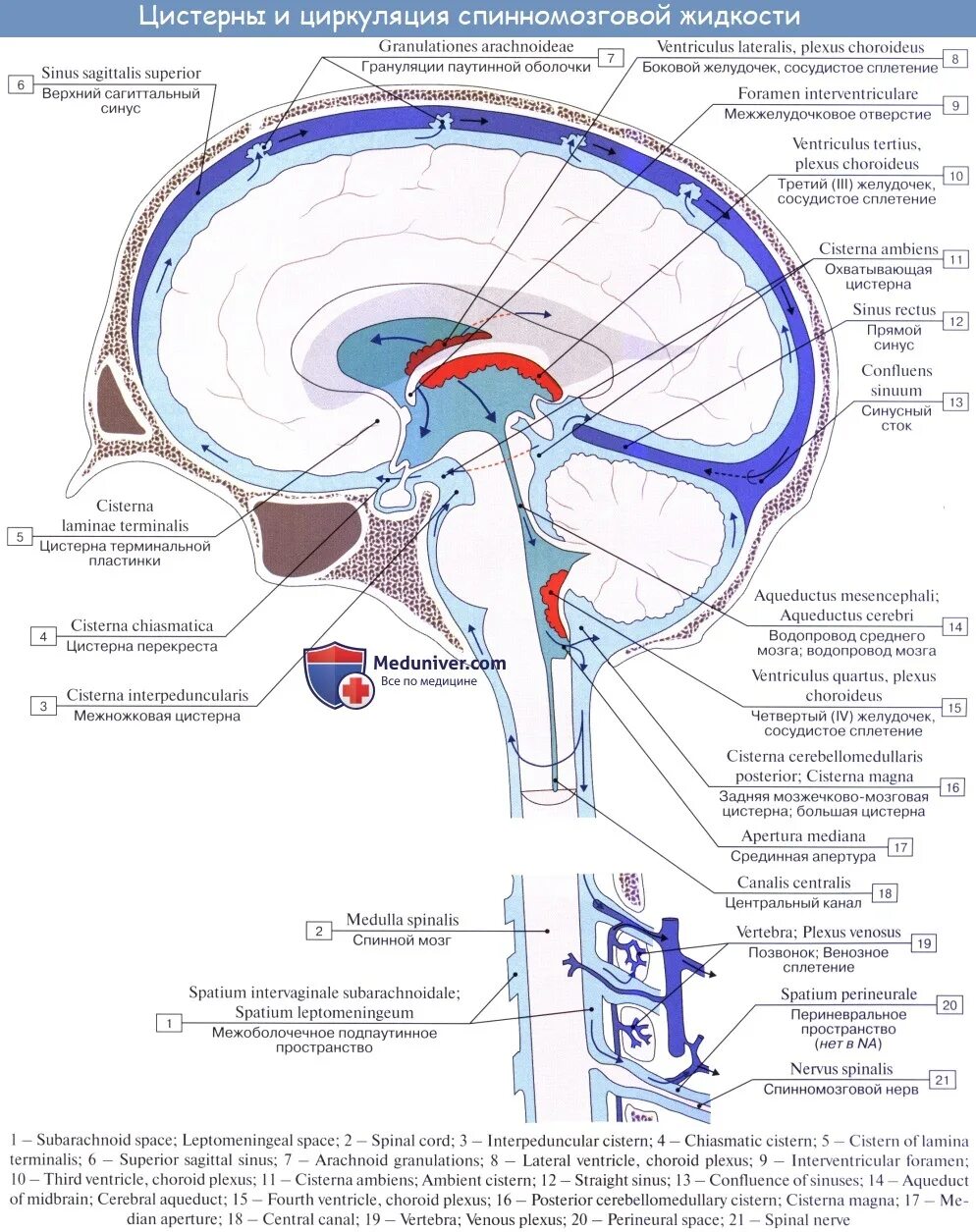 Оболочки головного мозга и ликвор. Оболочки головного мозга отток ликвора отток. Цистерны паутинной мозговой оболочки. Схема системы циркуляции цереброспинальной жидкости.. Расширенные ликворные пространства