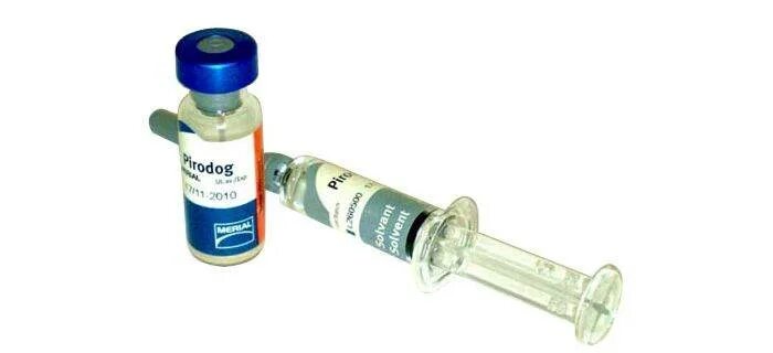 Нобивак вакцина от клещей для собак. Препарат от клещей для собак уколы. Вакцина для собак от энцефалитного клеща?.