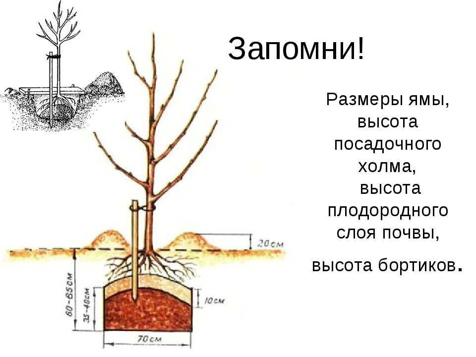 Можно ли садить сливу. Схема посадки саженца яблони. Корневая шейка саженца абрикоса. Схема посадки саженца яблони весной.