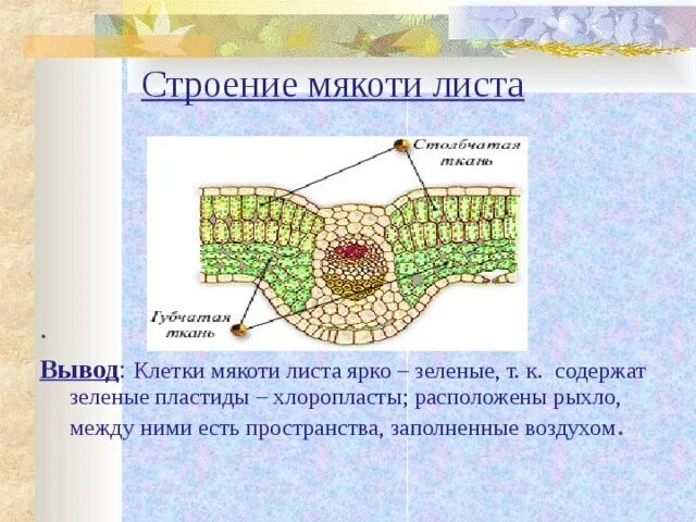 Мякоть листа название. Строение мякоти листа. Строение клетки мякоти листа. Строение мякоти зеленого листа. Строение мякоти листа таблица.