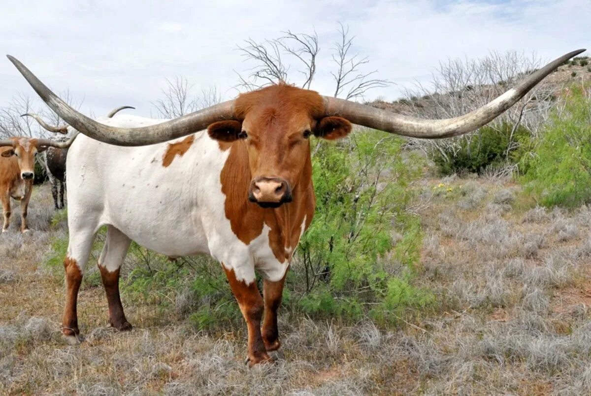 Полученного бычка. Техасский бык лонгхорн. Техас Лонгхорнс бык. Техас лонгхорн порода коров. Породы Техасский лонгхорн.