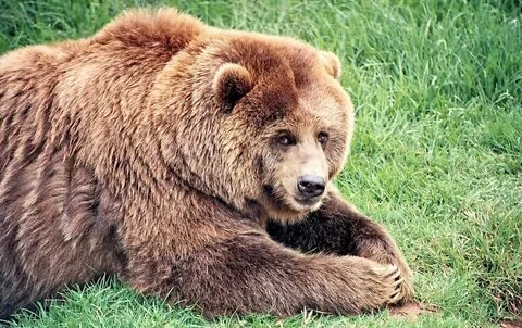 Bss bear