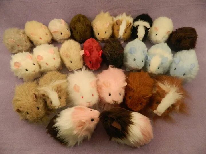 Игрушки для морских свинок фото Guinea Pig Market: Fleece Bedding, Liners, Cozies, Toys: C&C Cages, Midwest Guin
