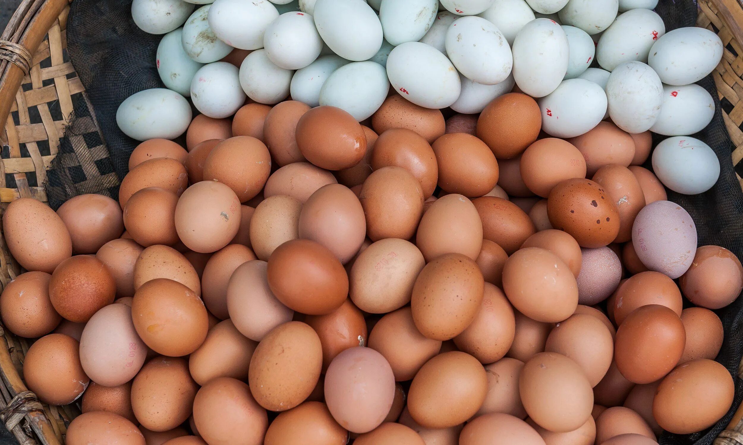 Egg production world countries. Яйцо домашнее куриное. Яйцо столовое. Домашние яйца. Яйцо на белом фоне.