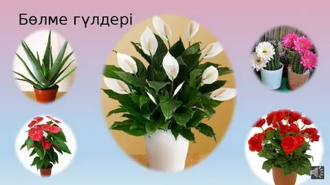 Секс Кировоград облысы Новоукраинка