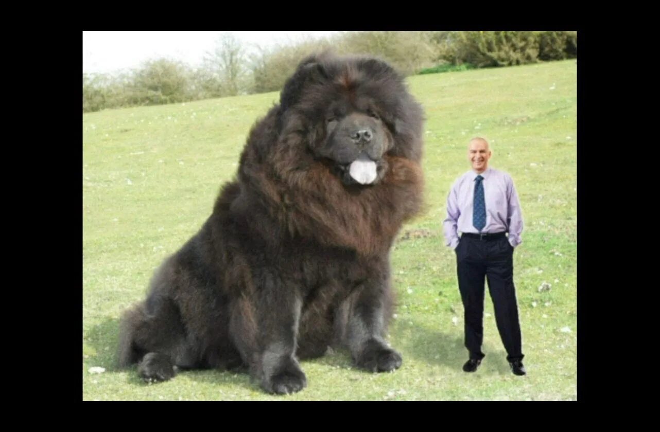 Включи большой российский. Тибетский мастиф и медведь. Чау-чау и тибетский мастиф. Чау чау гигант. Самая большая собака в мире чау чау.