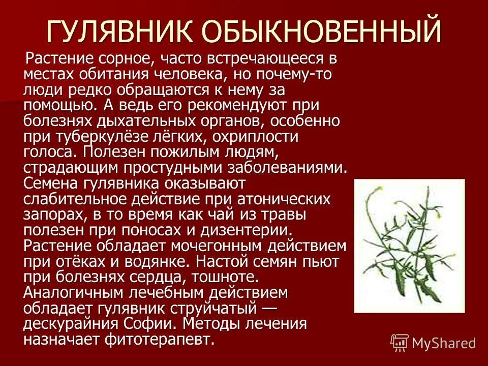 лекарственные растения занесенные в красную книгу