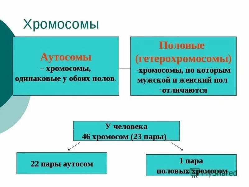 Аутосомные хромосомы заболевание. Аутосомные и половые хромосомы. Аутосомы и гетеросомы. Хромосомы аутосомы и половые хромосомы. Аутосомы и половые хромосомы кратко.