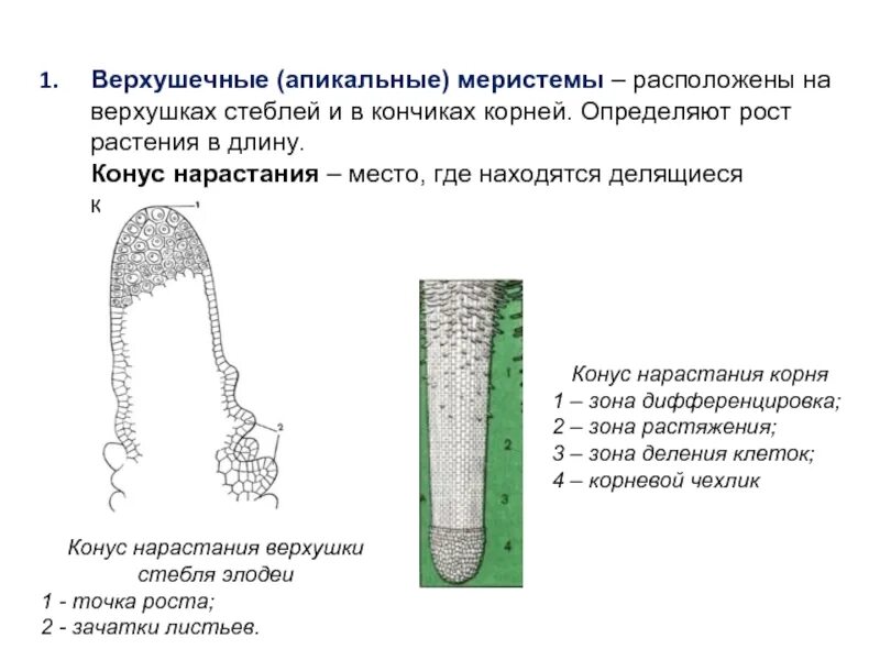 Корневой кончик. Конус нарастания стебля и кончика корня. Меристемы - образовательные ткани корня. Строение апикальной меристемы корня. Растительные ткани апикальная МАРИСИСТЕМА.