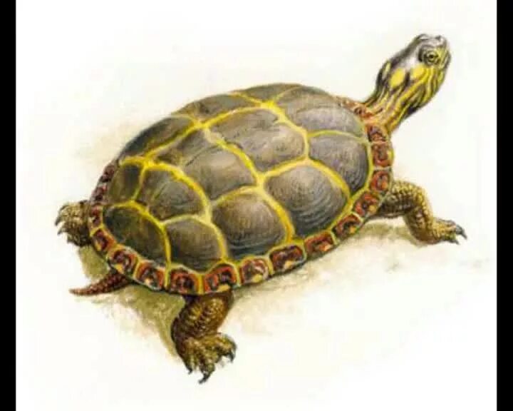 Пресмыкающиеся черепахи. Черепаха рисунок. Черепаха картина. Расписная черепаха.