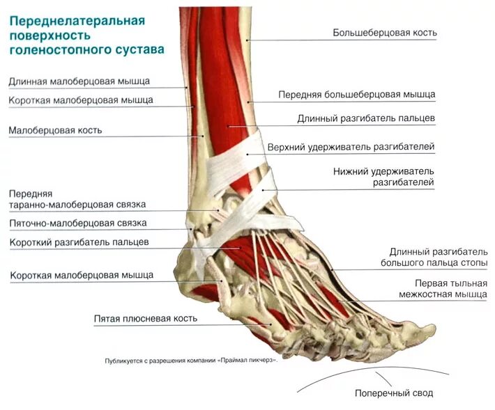 Слабость голеностопного сустава. Голеностопный сустав анатомия строение мышцы. Голеностопный сустав анатомия строение кости. Анатомия голеностопного сустава кости и связки. Сухожилия голеностопного сустава анатомия.