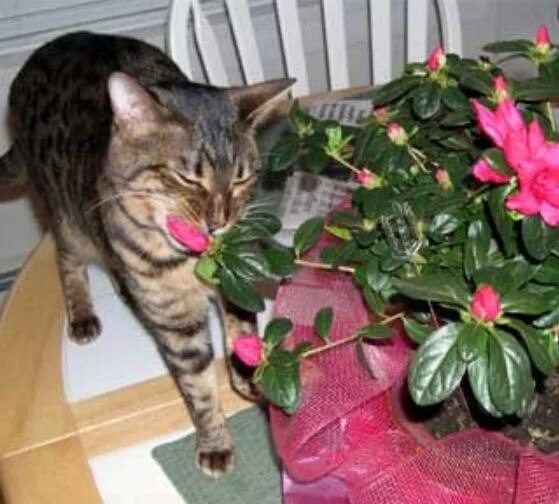 Какие цветы нельзя кошкам