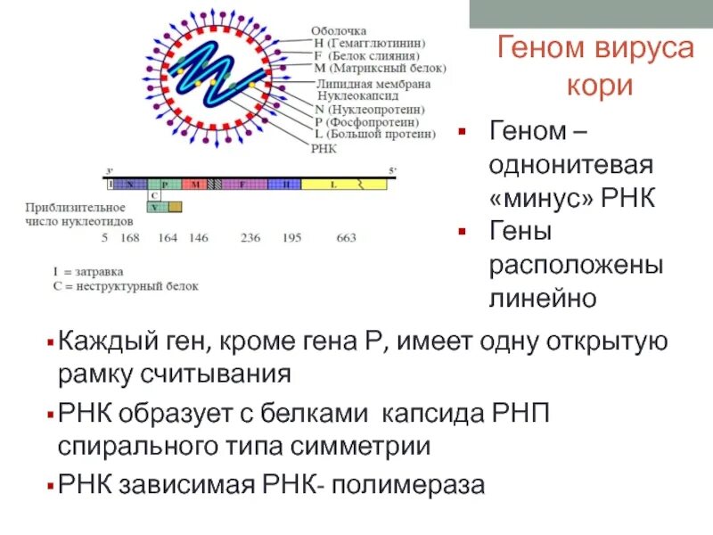 Минус рнк вирусы. Типы вирусных геномов. Геном вируса. Гены вирусов. Размер вирусного генома.