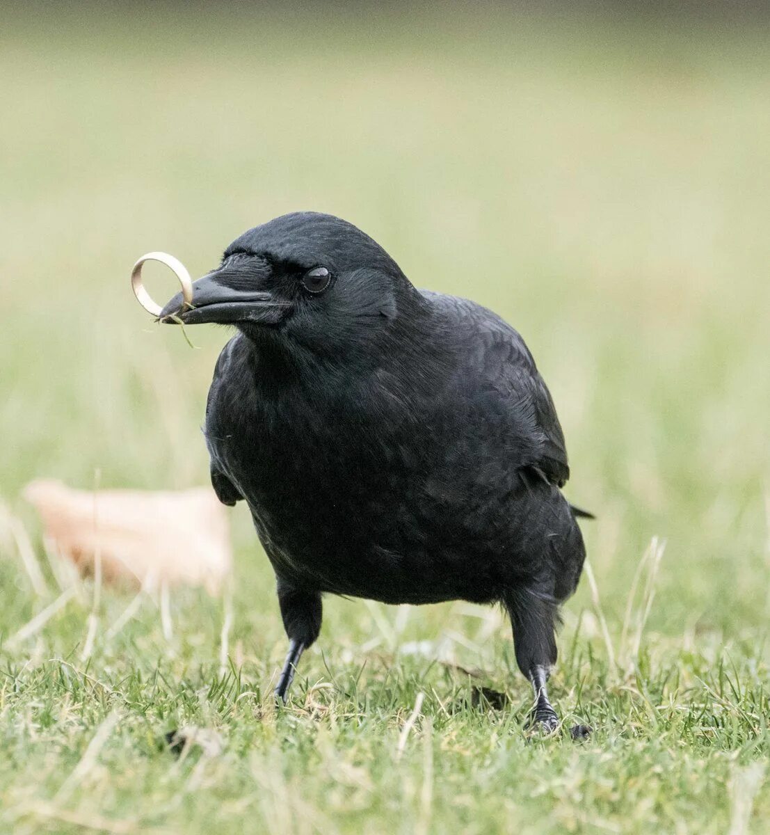 Ворона хищник. Ворона решает головоломку. Контур вороны на прозрачном фоне. Птицы вороны на фермах. Ворона на прозрачном фоне.
