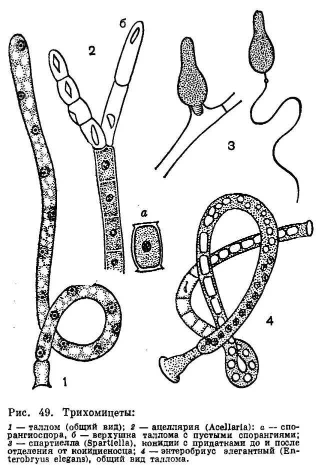 Аскомицеты тип таллома. Строение многоклеточных водорослей. 1 таллом. Дихотомическое ветвление таллома. Размножение водоросли ульвы.