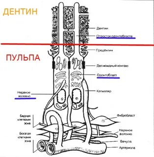 Одонтобласты пульпы