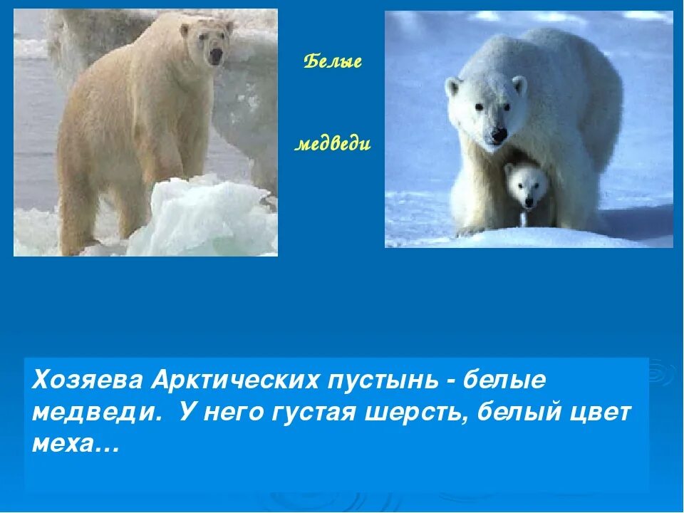 Всю зиму медведь ответ. Белый медведь в арктике сообщение. доклад про белого медведя. арктика белый медведь доклад. информация про белых медведей в арктике.