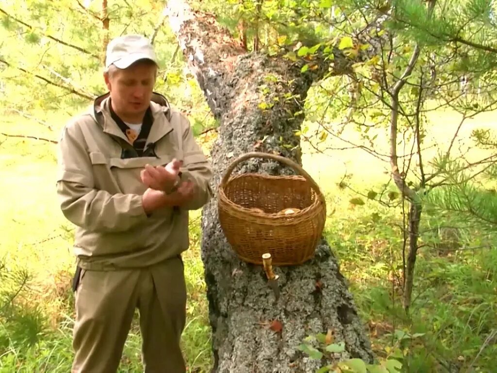 Антон трофимов грибник. Люди собирают грибы. Поход за грибами. Дождь и поход за грибами. Люди собирают грибы.