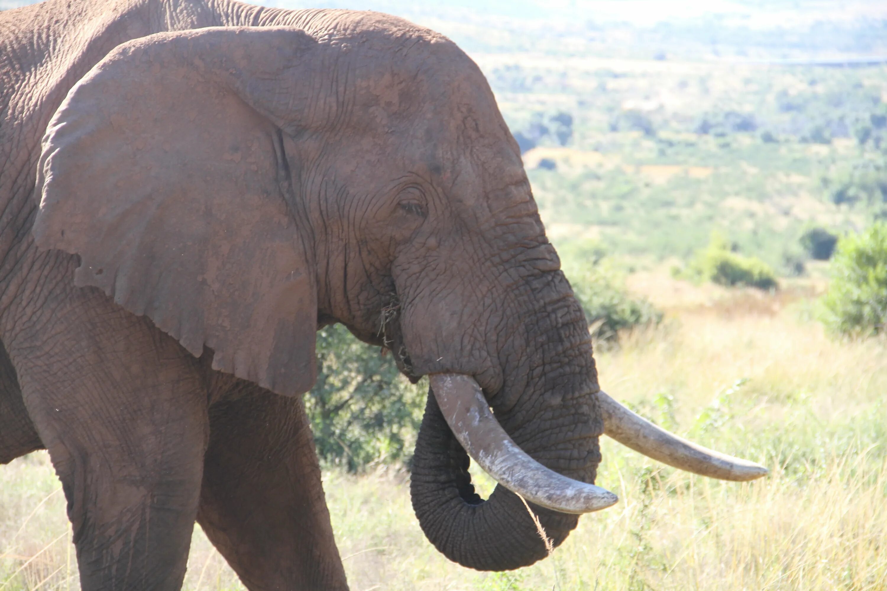 Elephant tusks. Слоны с бивнями. Большой слон. Самый большой слон. Слоны с большими бивнями-название.