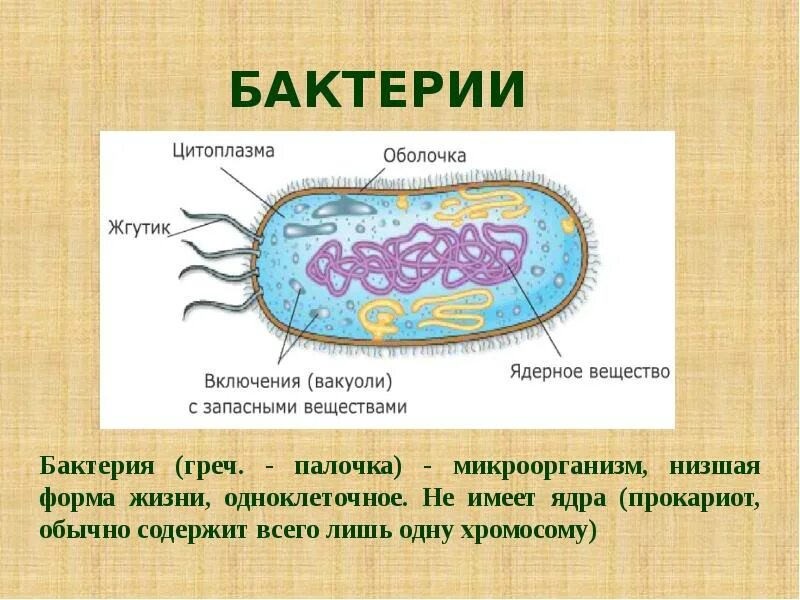Бактерия не содержит